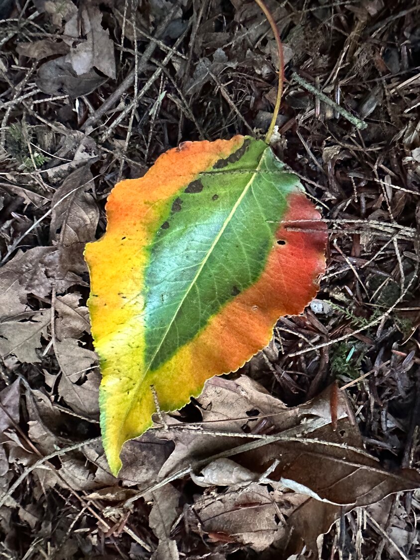The natural world is always offering up gifts of wonder and beauty, like this lovely leaf that landed on my walkway.